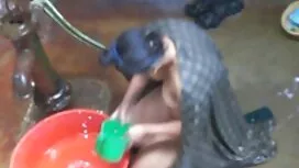جوجه شاخی با دو دانل ...